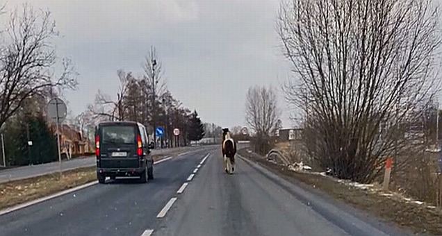 koń na drodze w ustroniu