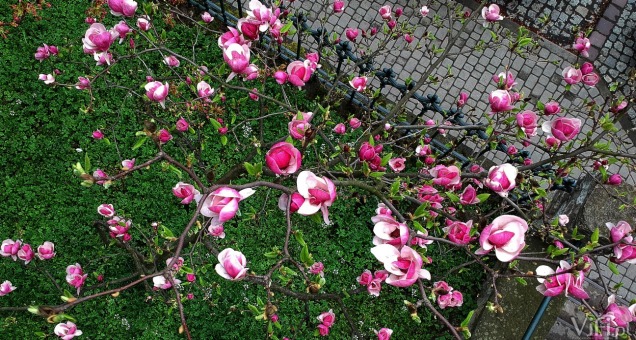 cieszyńskie magnolie